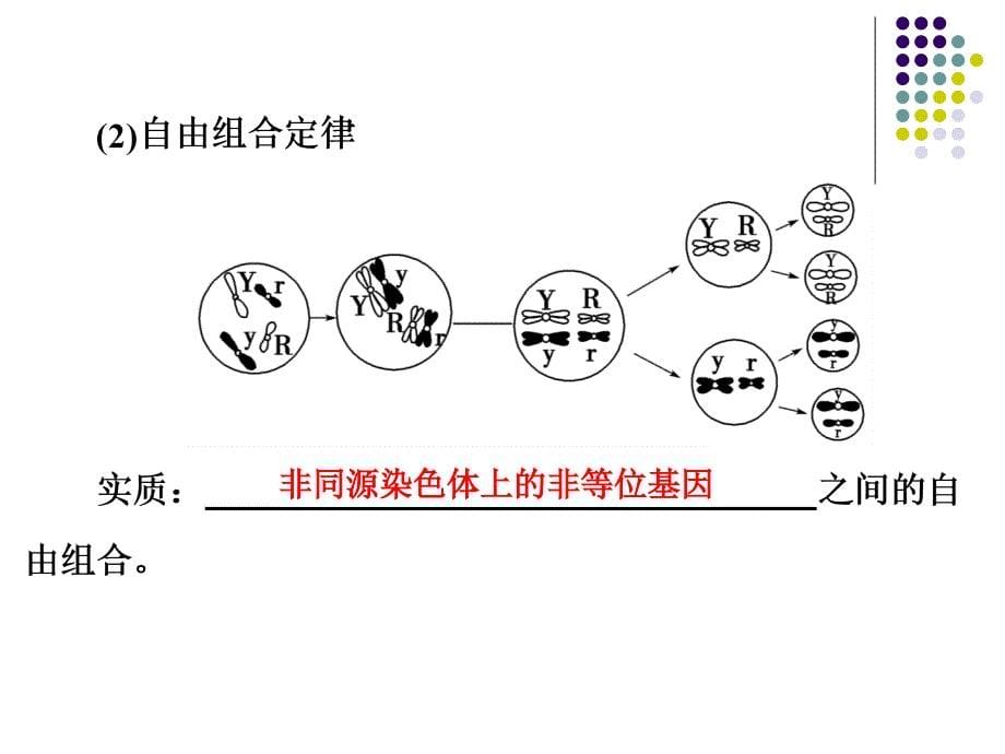 高中生物二轮复习遗传的基本规律和伴性遗传_第5页