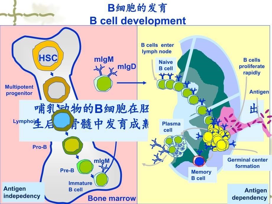 121018免疫细胞Bcells_第5页