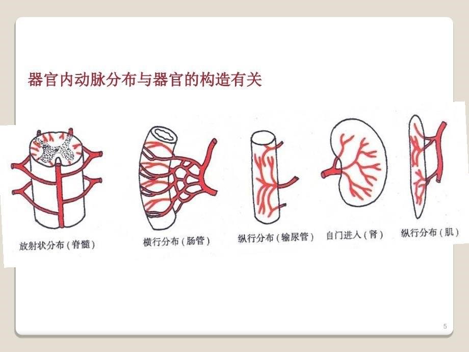 心血管系统动脉PPT课件_第5页