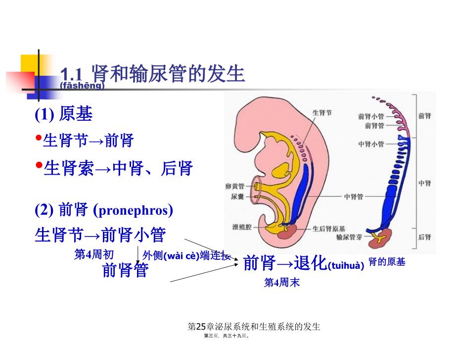 第25章泌尿系统和生殖系统的发生课件_第3页