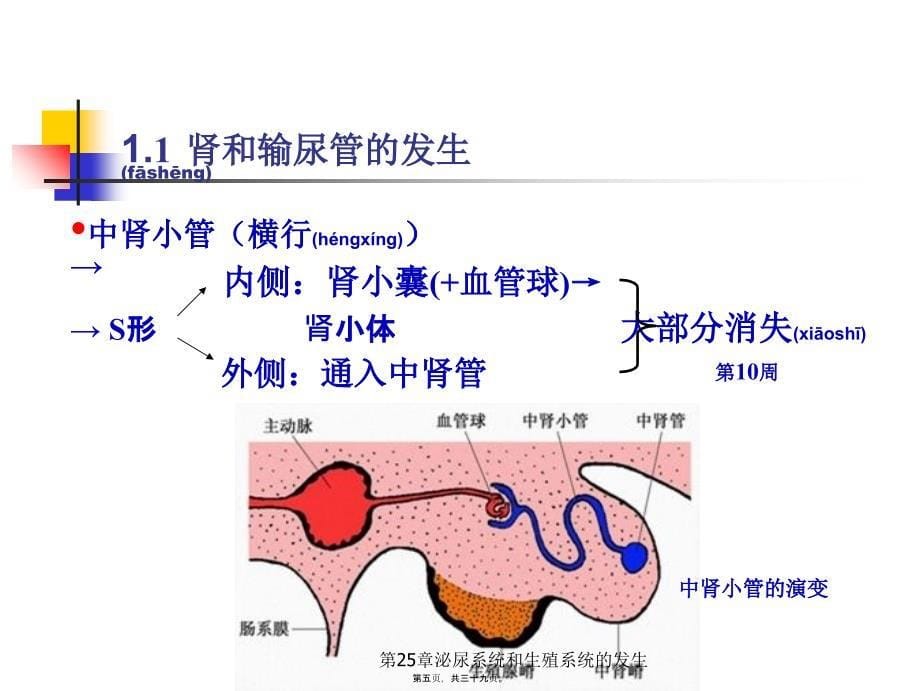 第25章泌尿系统和生殖系统的发生课件_第5页