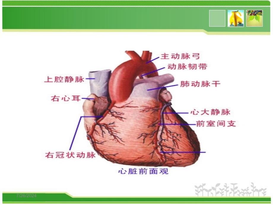 第六章心血管系统药物ppt课件_第4页