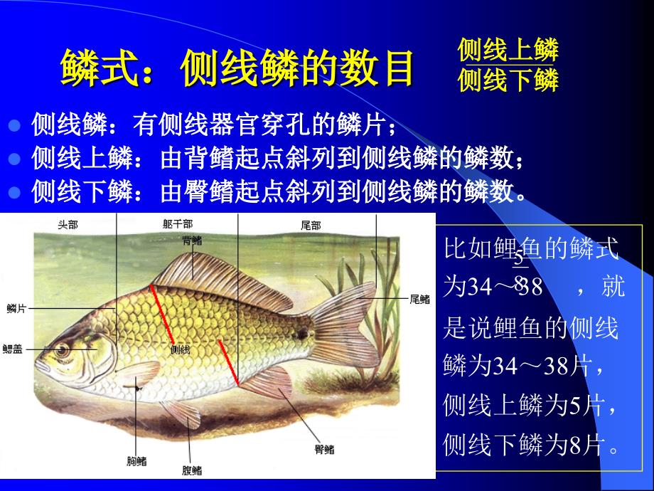 实验二鲫鱼外形观察和内部解剖_第4页