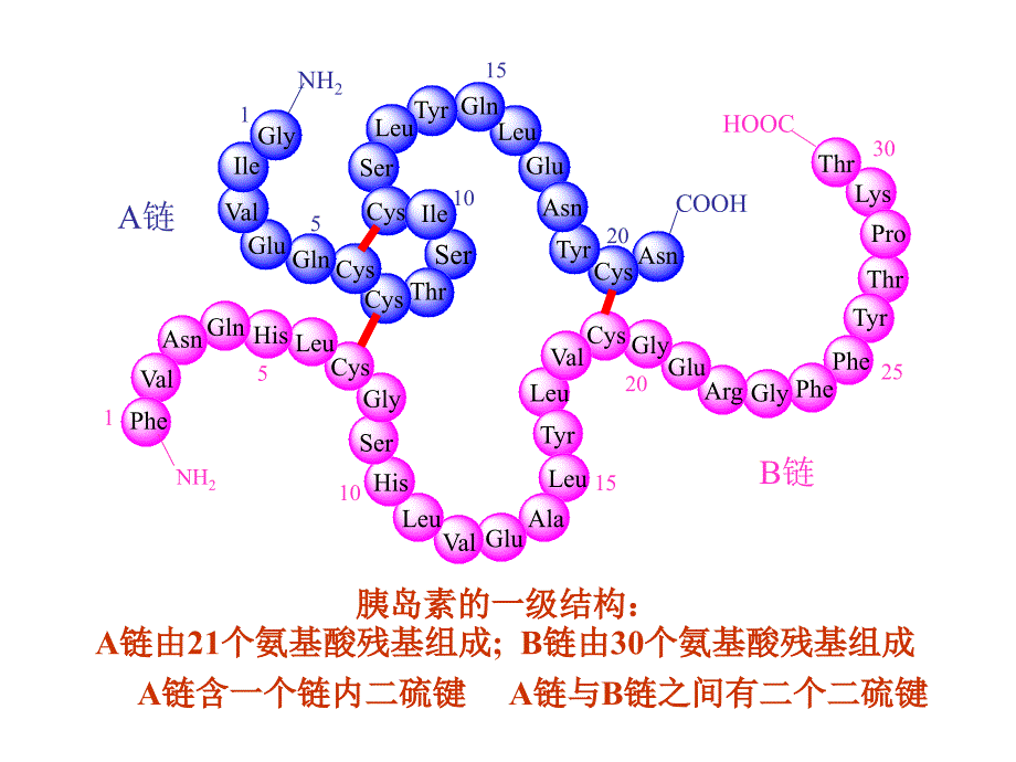 《生物化学蛋白质》PPT课件_第3页