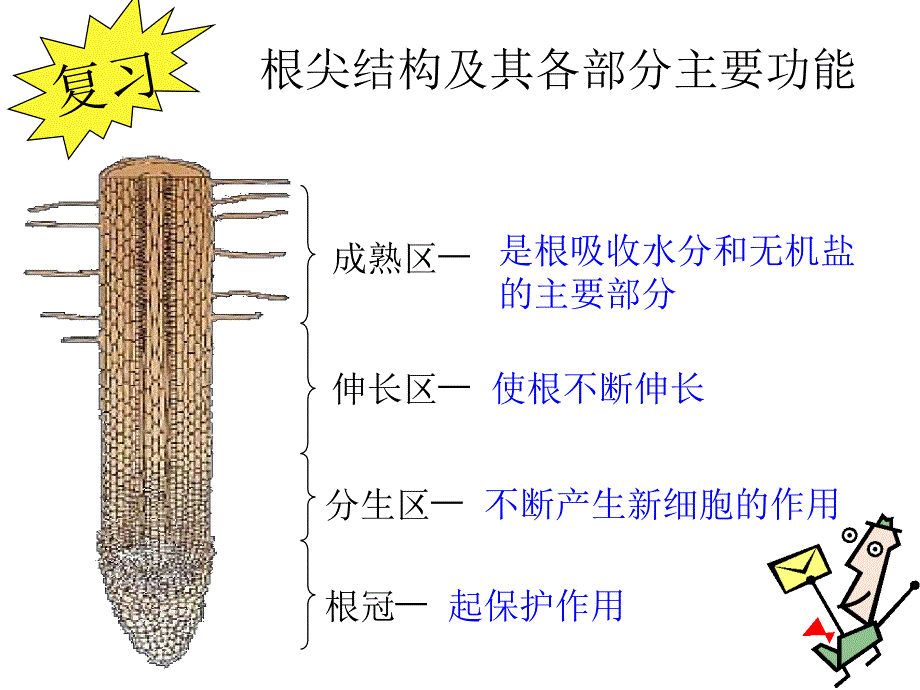 根对水分的吸收精品教育_第2页