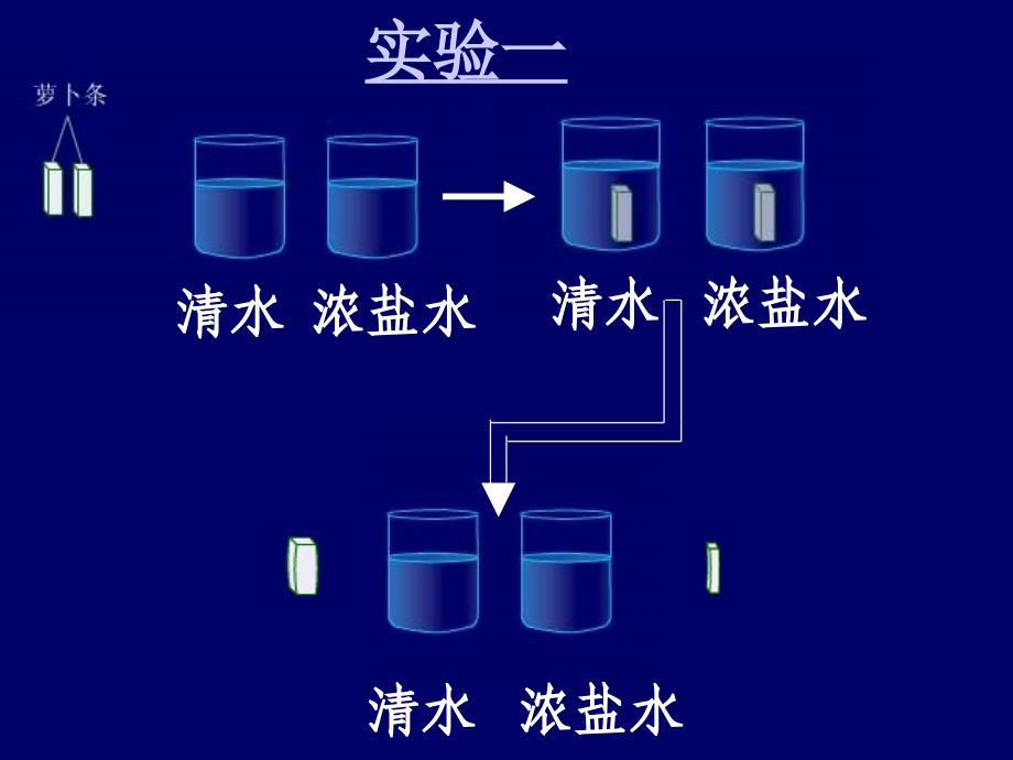 根对水分的吸收精品教育_第3页