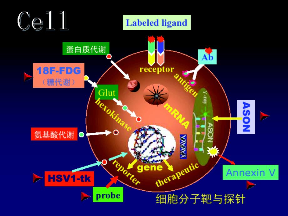 核医学课件：分子核医学和肿瘤显像_第3页