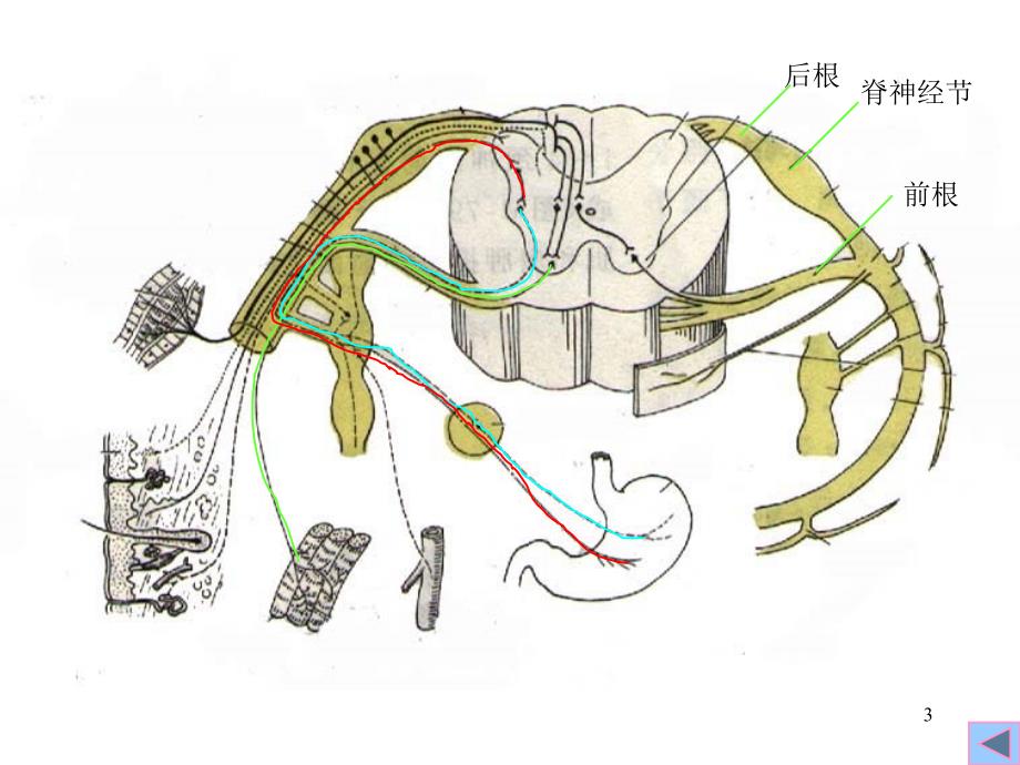 三章周围神经系统_第3页