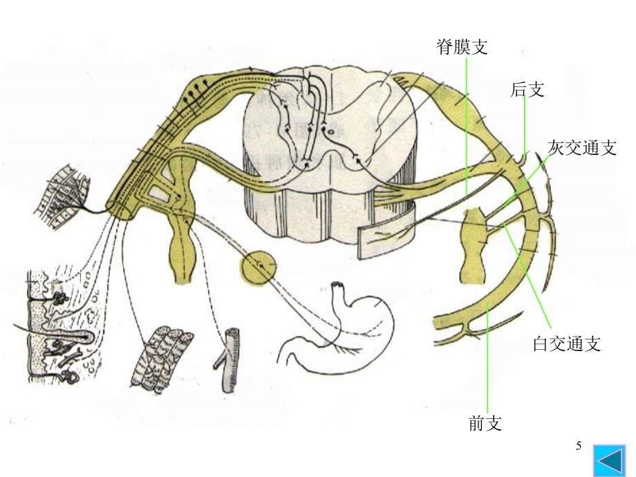 三章周围神经系统_第5页