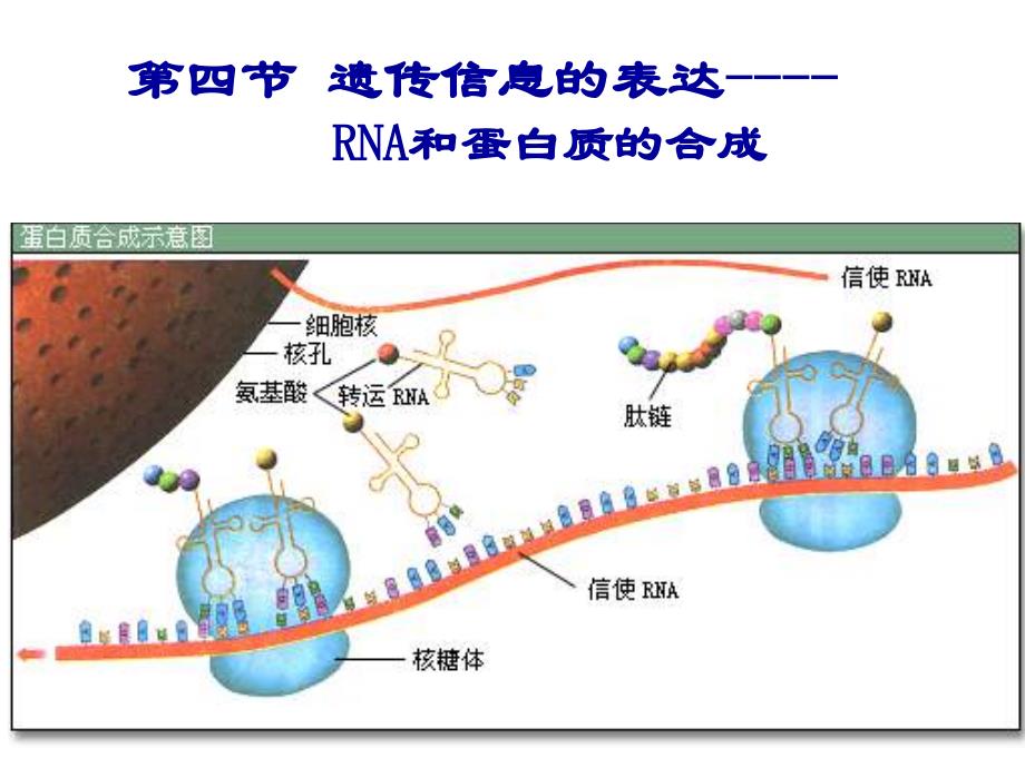 第四节遗传信息的表达RNA和蛋白质的合成_第1页