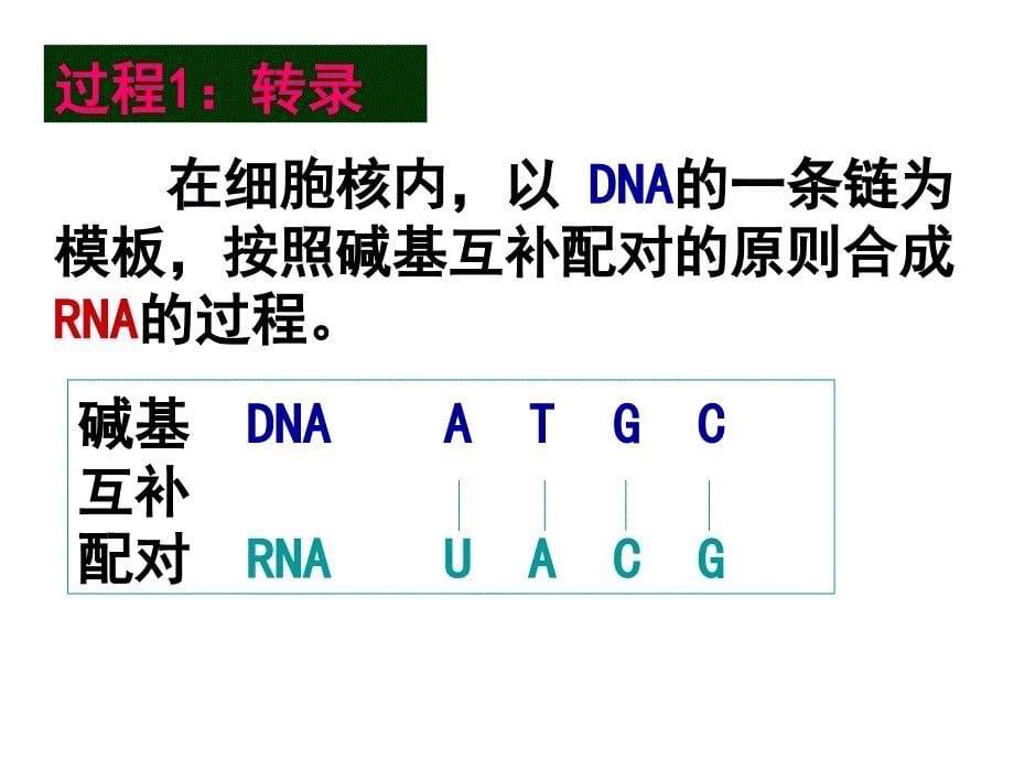 第四节遗传信息的表达RNA和蛋白质的合成_第5页