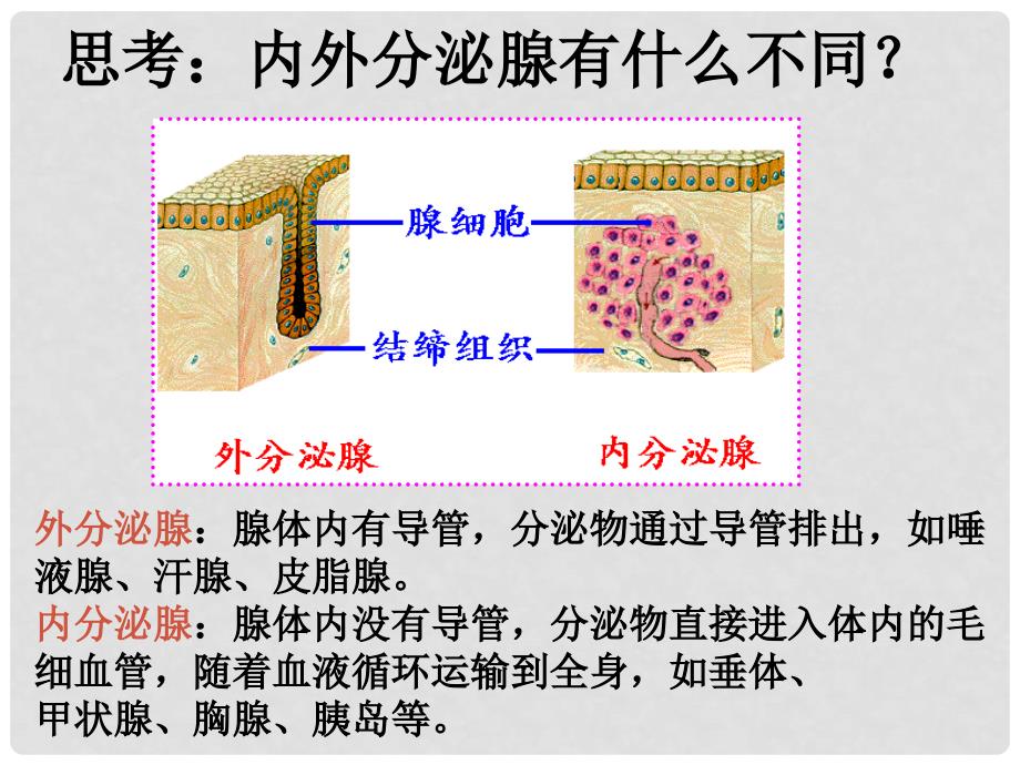 山东省胶南市理务关镇中心中学七年级生物下册 激素调节课件 新人教版_第2页