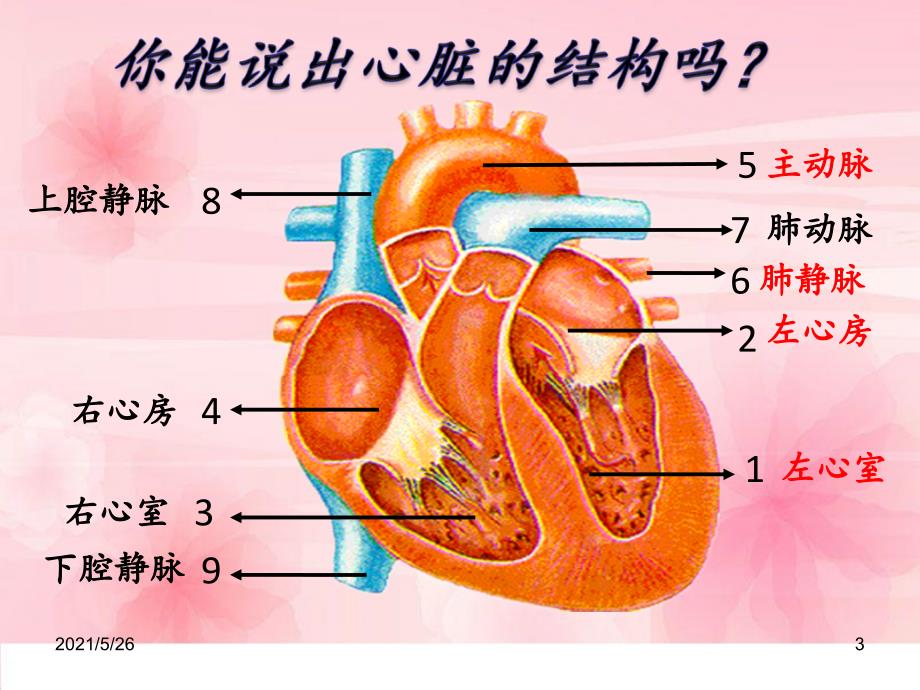 七年级生物下册血液循环PPT优秀课件_第3页