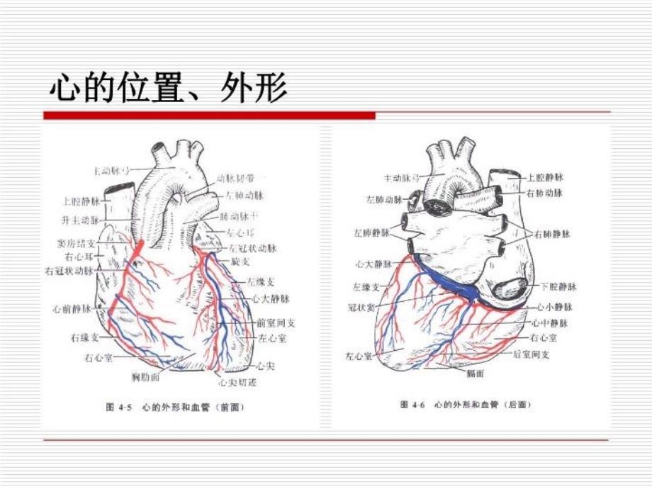 最新心血管系统的解剖123PPT课件_第3页