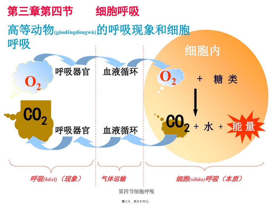 第四节细胞呼吸课件_第2页