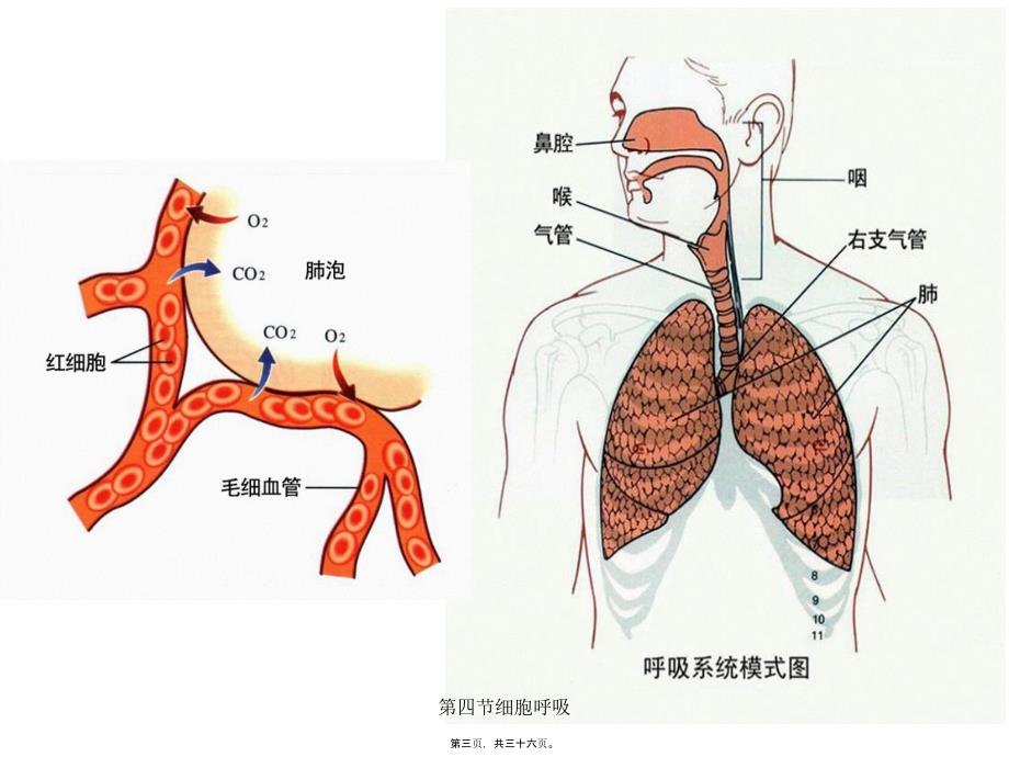 第四节细胞呼吸课件_第3页