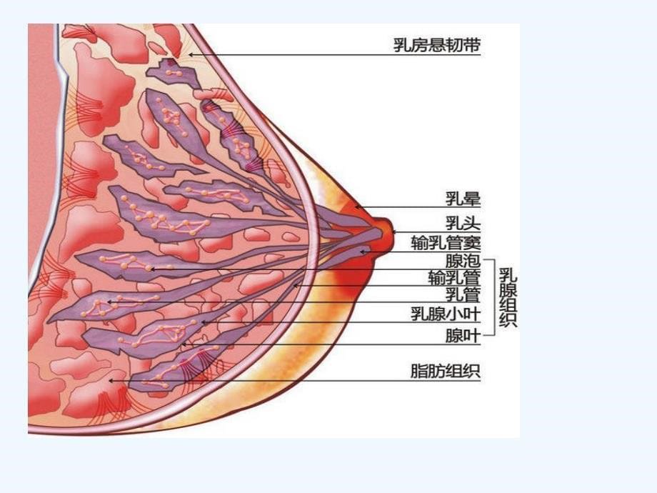 产后缺乳详解课件_第5页