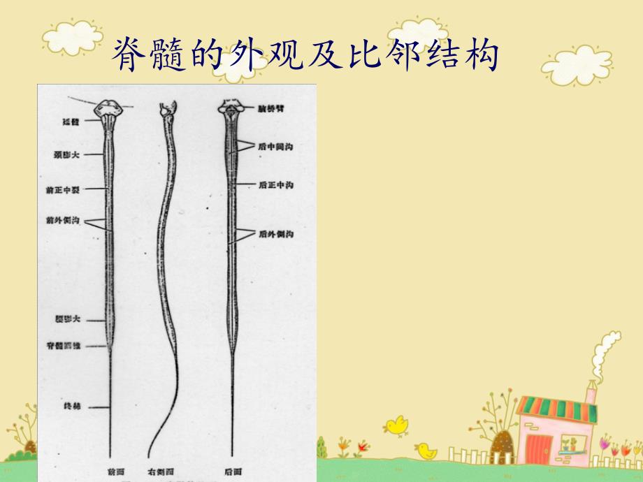 截瘫的评定技术_第3页