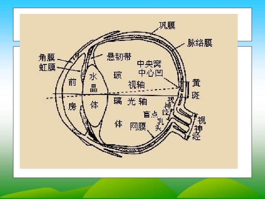 视觉障碍儿童的教育-2分析课件_第3页