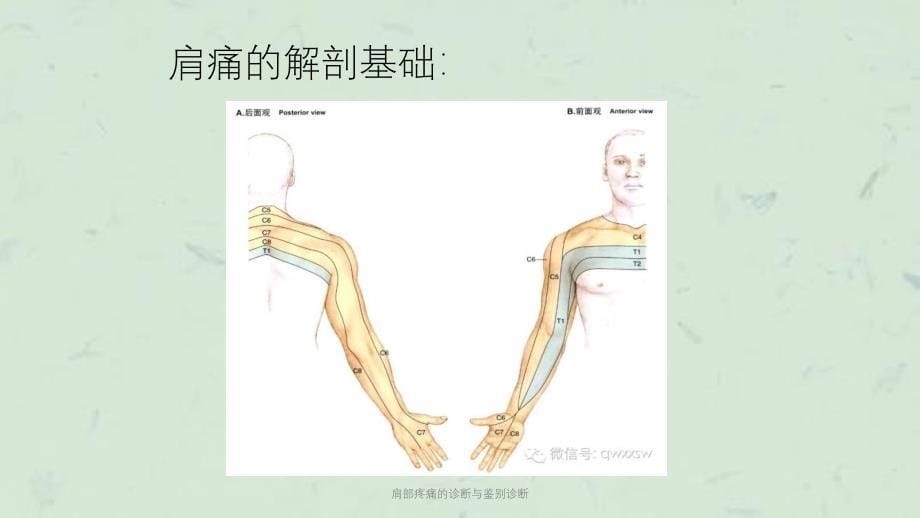 肩部疼痛的诊断与鉴别诊断课件_第5页