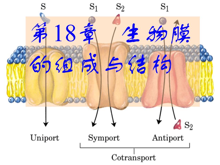 生物膜的组成及结构_第1页