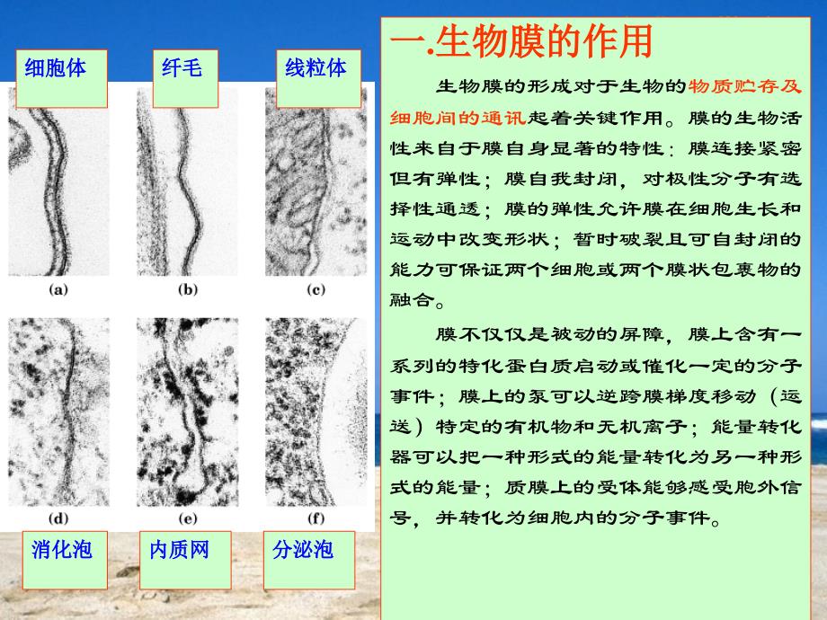 生物膜的组成及结构_第2页