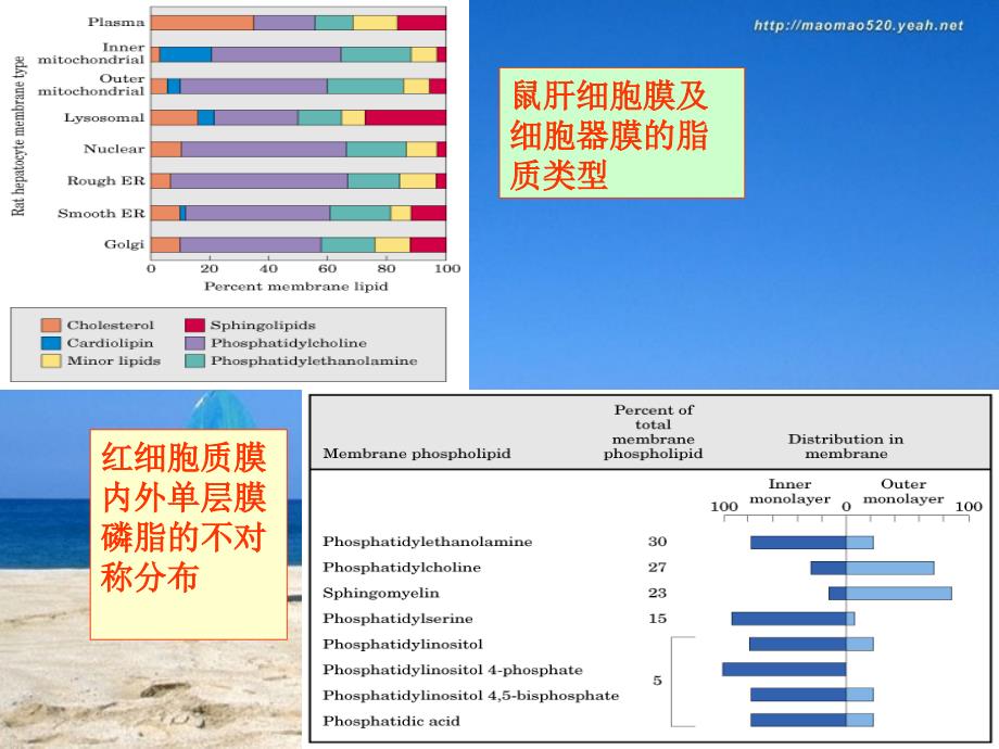 生物膜的组成及结构_第4页
