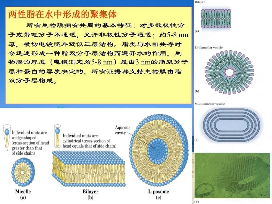 生物膜的组成及结构_第5页