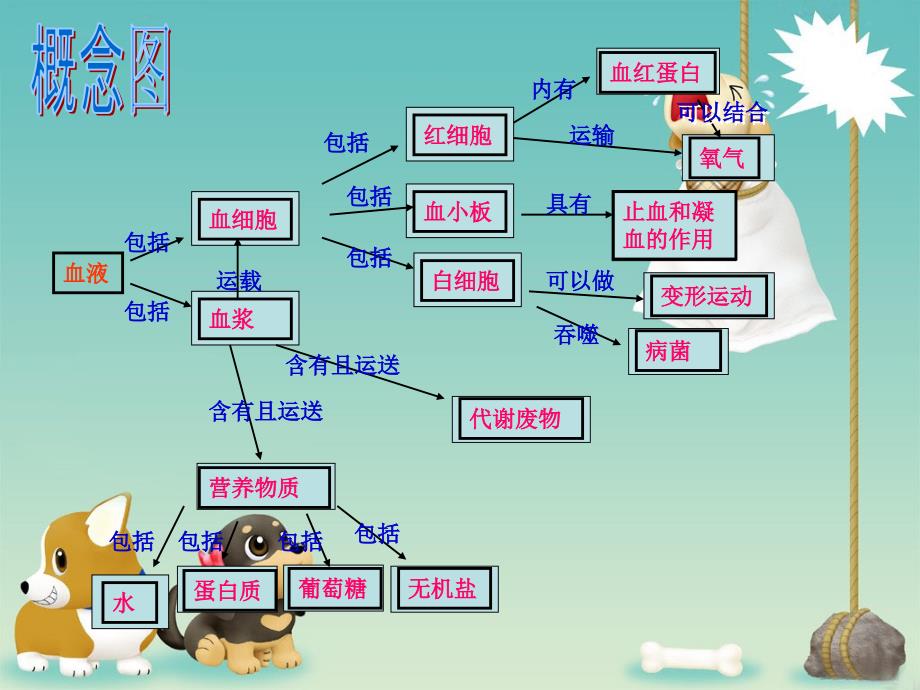 人体的血液循环_第3页