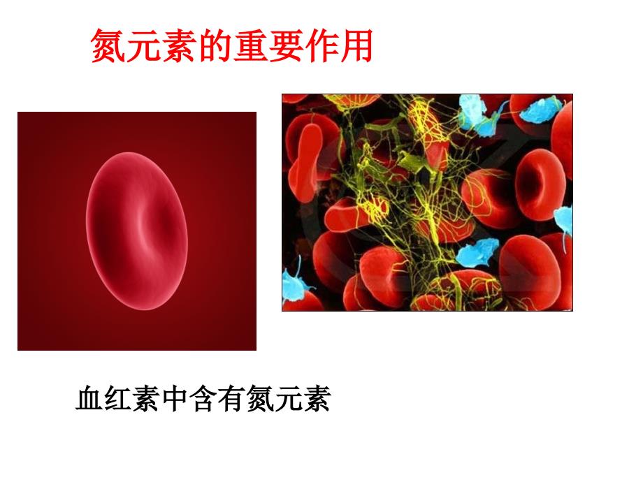 生产活中的含氮化合物孟娜_第1页