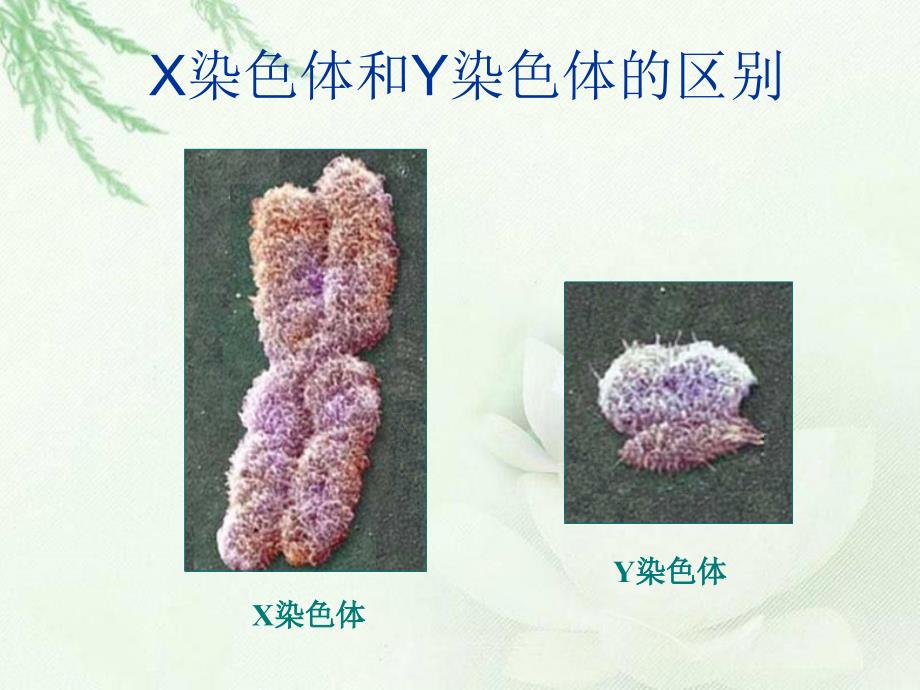 《人的性别遗传》参考课件1_第4页