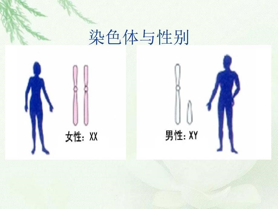 《人的性别遗传》参考课件1_第5页