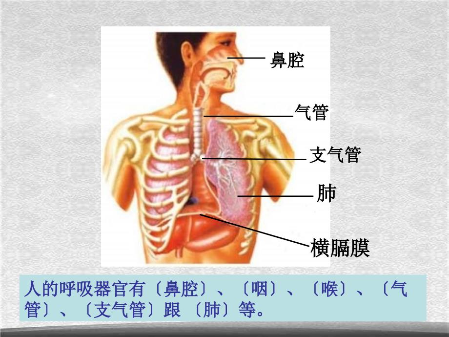 教科小学科学四上4.3跳动起来会怎样一PPT课件6精选_第3页