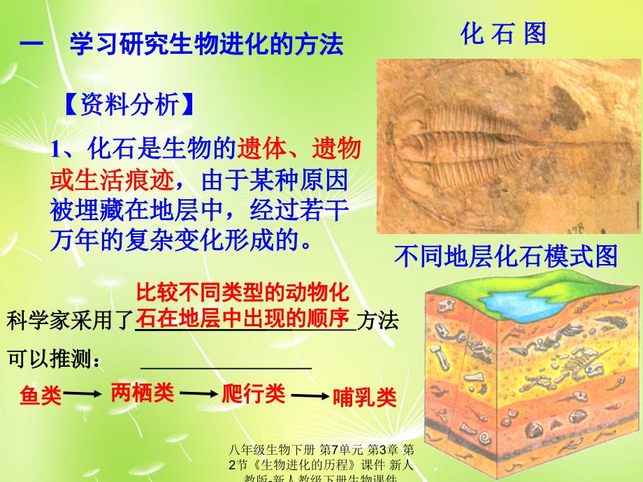 最新八年级生物下册第7单元第3章第2节生物进化的历程_第3页