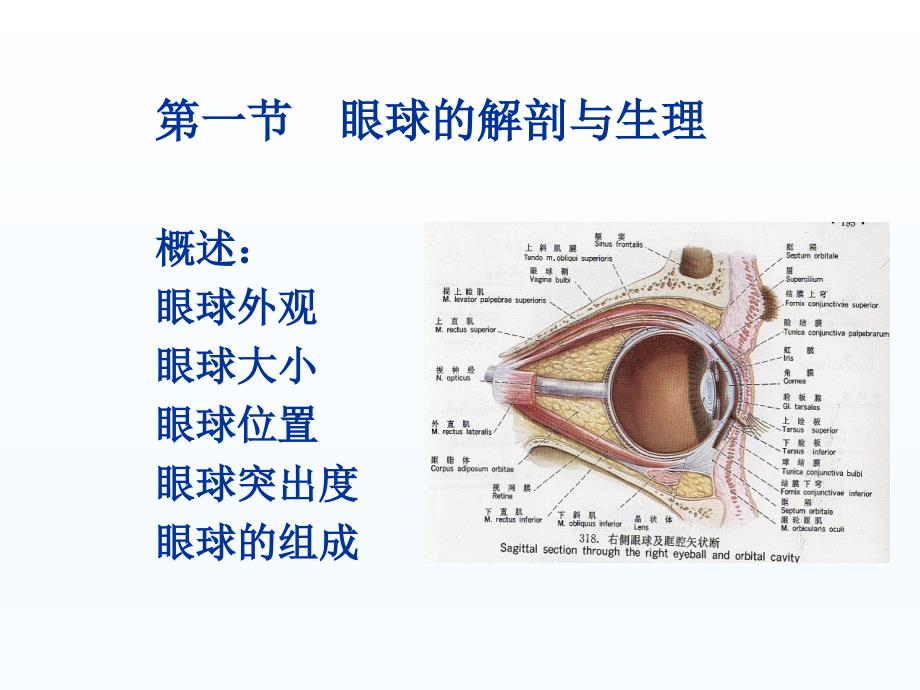 眼的解剖与生理课件_第3页