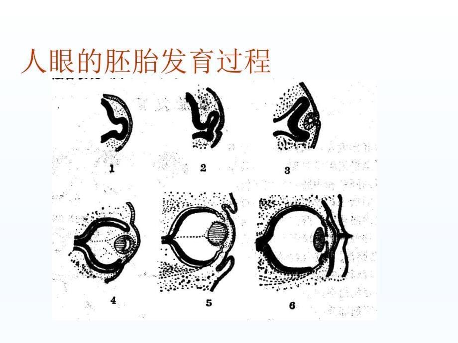 眼的解剖与生理课件_第5页