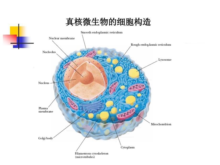 微生物真核微生物_第5页