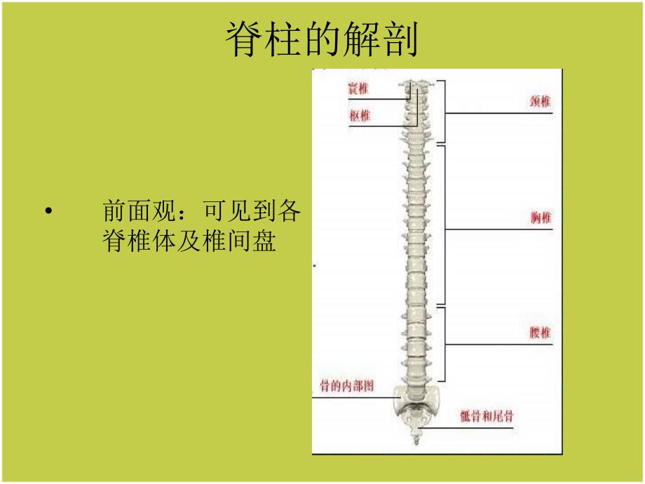 脊柱护理查房ppt课件_第3页