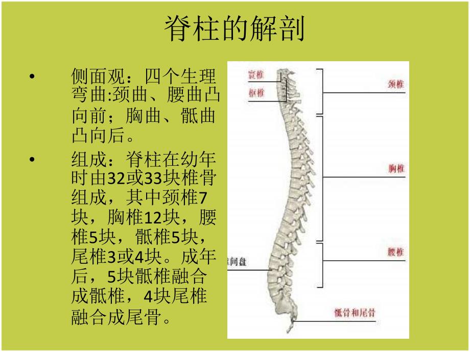 脊柱护理查房ppt课件_第4页