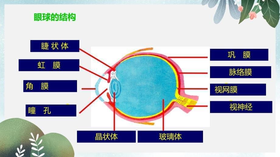 八年级生物上册6162人体对信息的感知第1课时课件新版苏科版_第5页