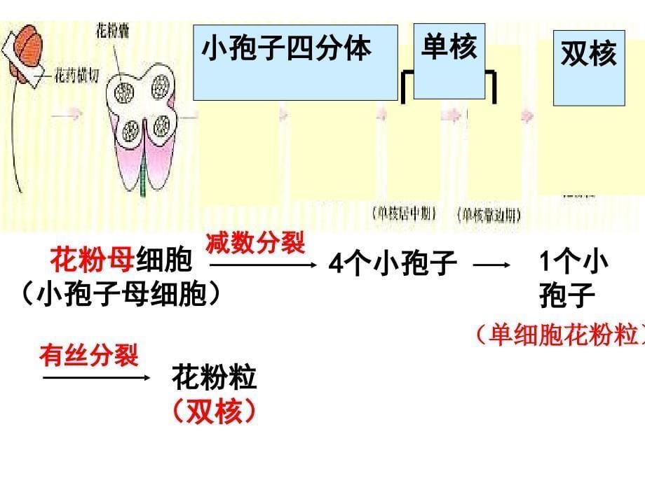 月季的花药培养1_第5页