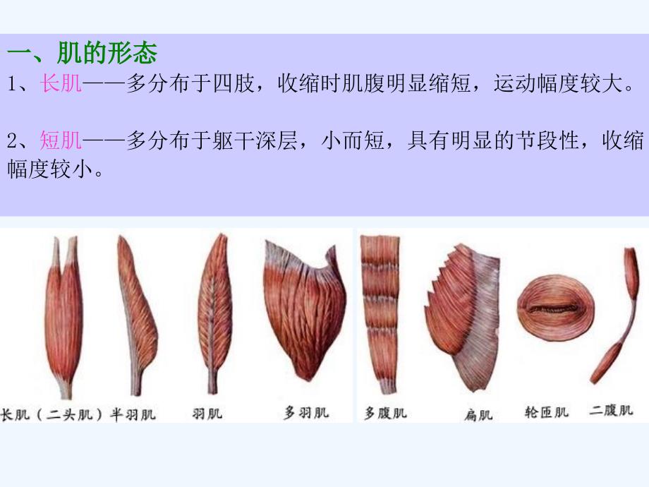 实用解剖学—骨骼肌_第4页