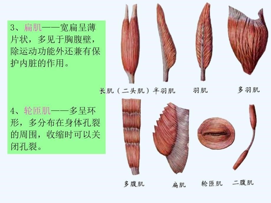 实用解剖学—骨骼肌_第5页