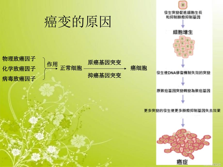 --正常细胞癌变的原因及HPV病毒诱导的宫颈癌的课件_第3页