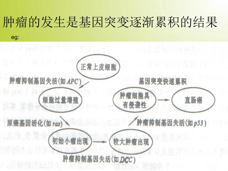 --正常细胞癌变的原因及HPV病毒诱导的宫颈癌的课件_第4页