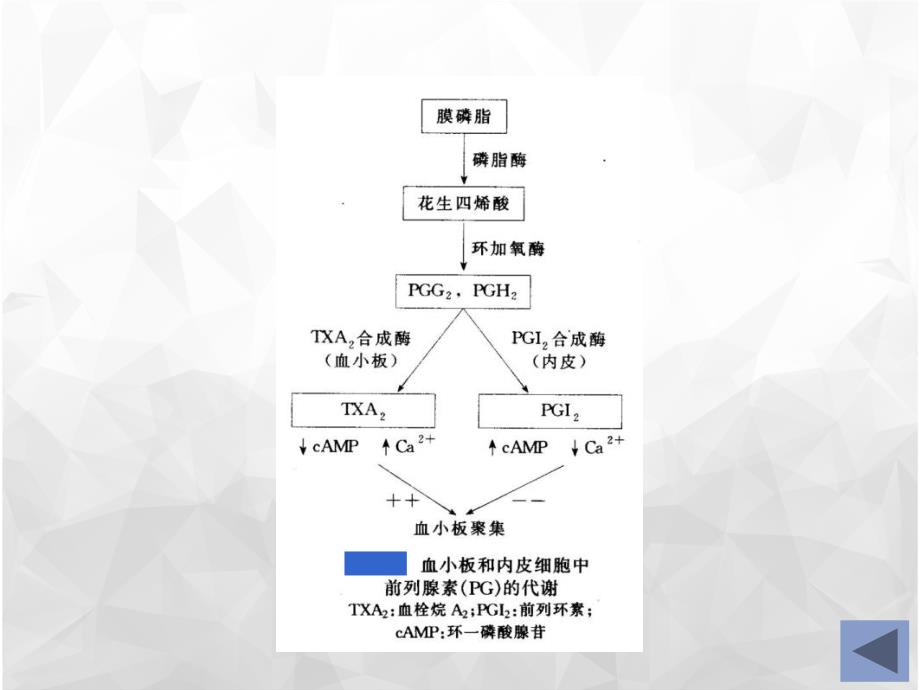 血小板生理知识_第4页