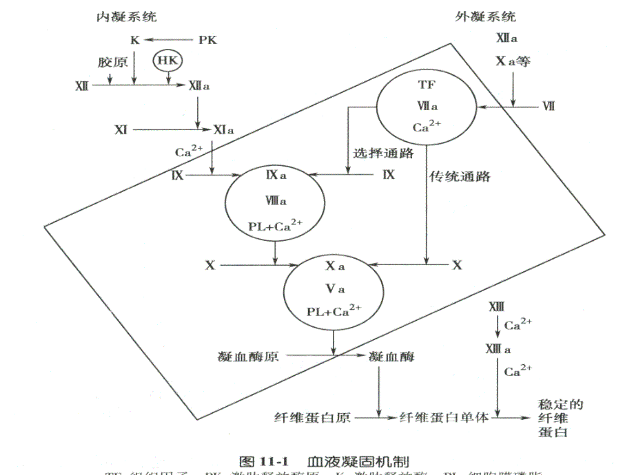 医学超级全之病生12凝血与抗凝_第4页