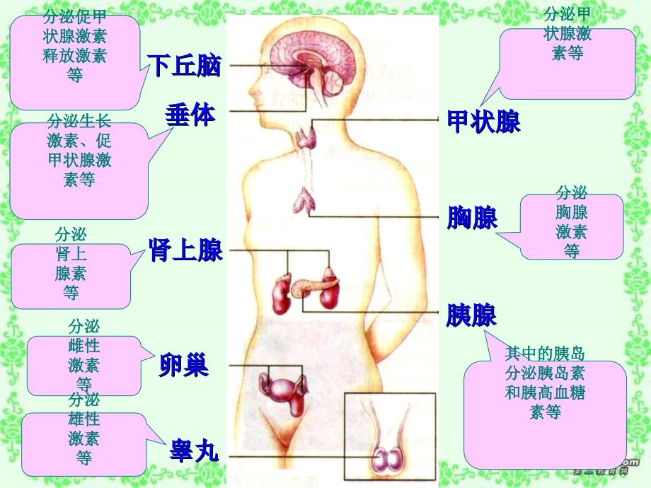 人教版教学课件2.2激素调节 神经调节和体液调节的关系_第4页