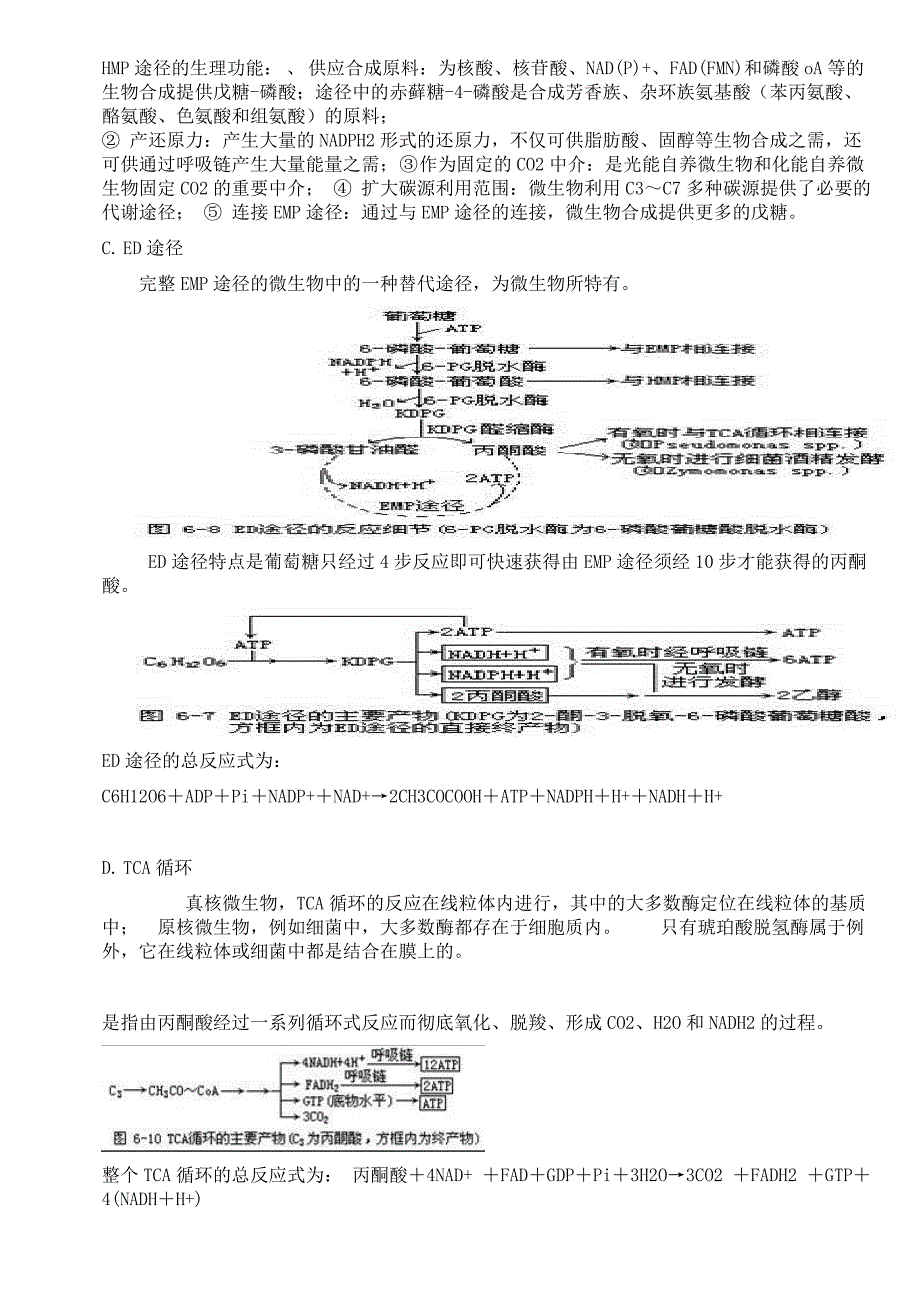 微生物学考点.doc_第3页