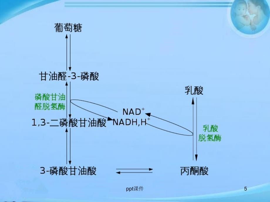 乳酸与乳酸酸中毒--课件_第5页